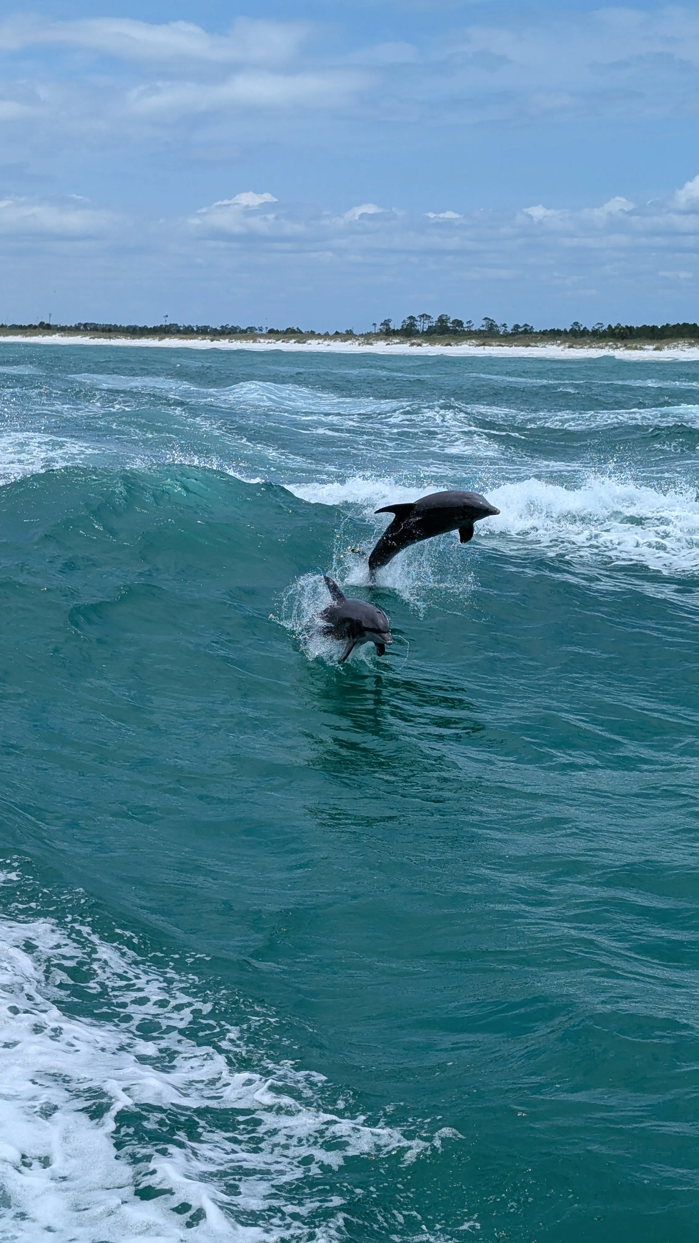 Dolphins playing in the waves